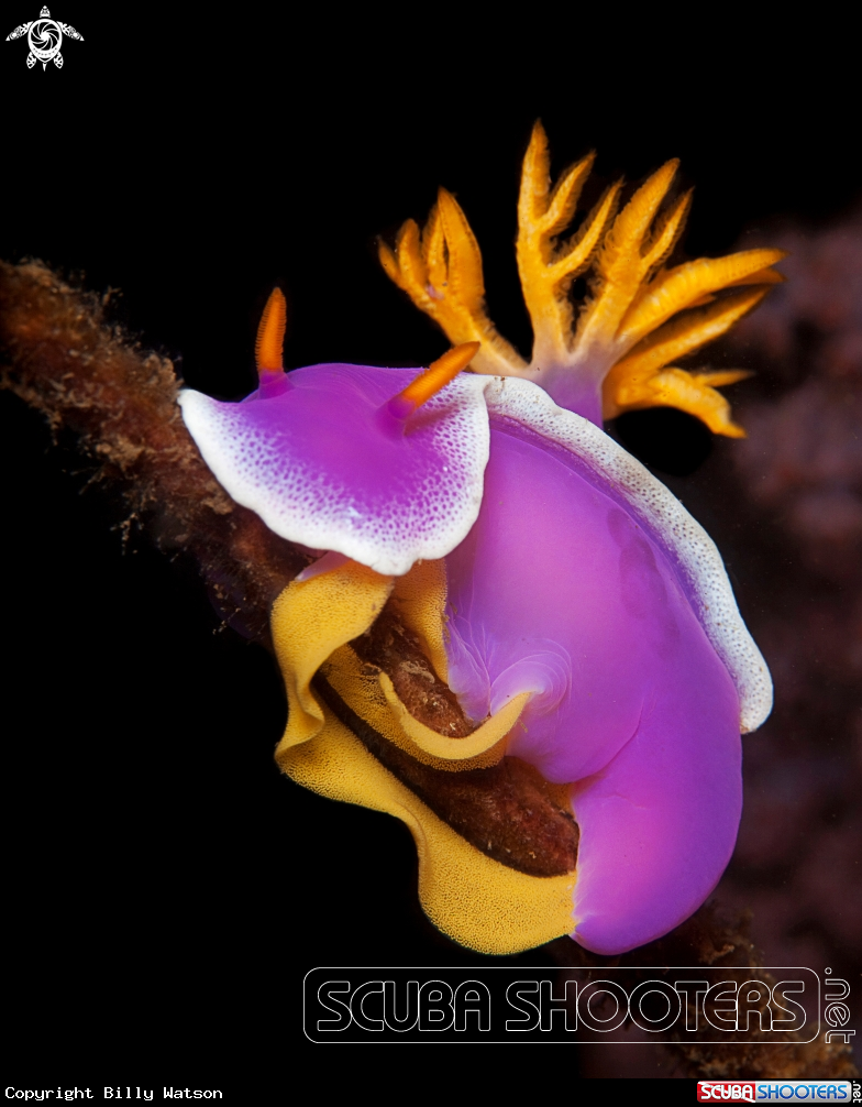 A Hypselodoris apologia