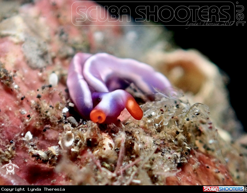 A Thuridilla albopustulosa
