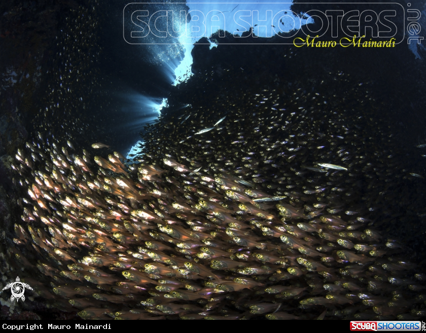 A Glassfish