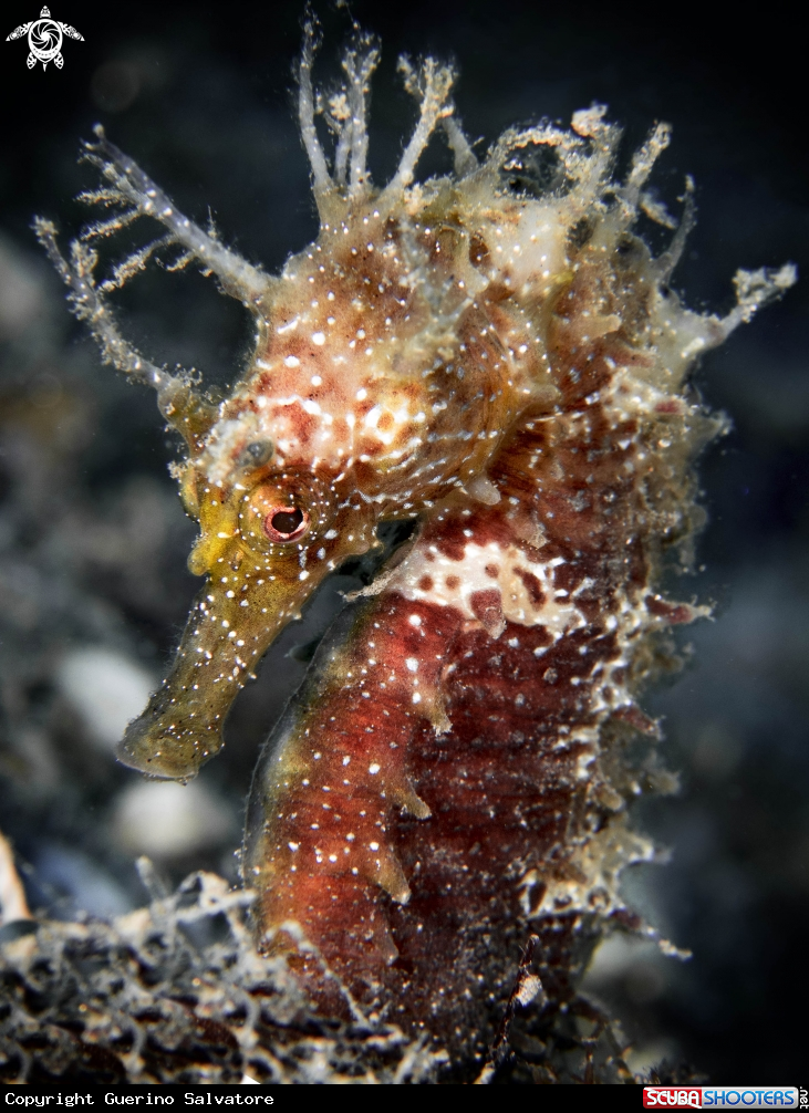 A Hippocampus