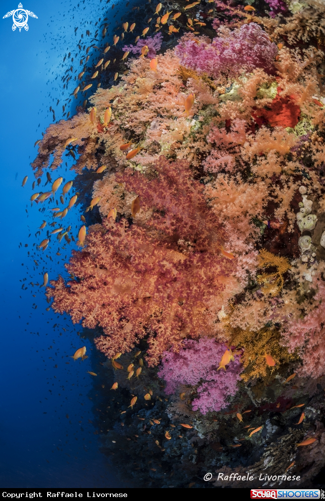 A Soft coral