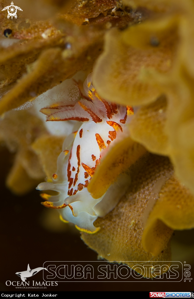 A Fiery Nudibranch
