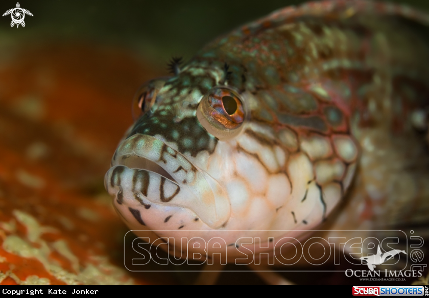 A Super Klipfish