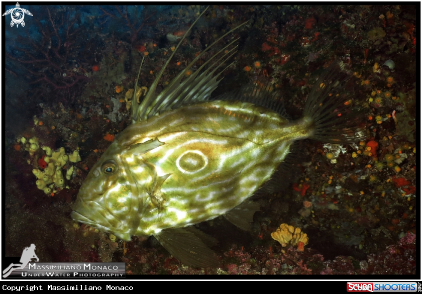 A Pesce San Pietro