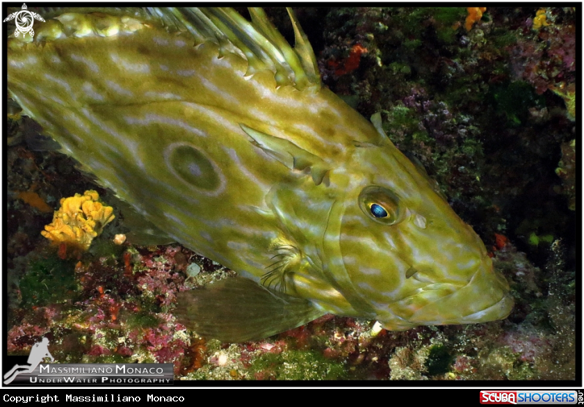 A Pesce San Pietro