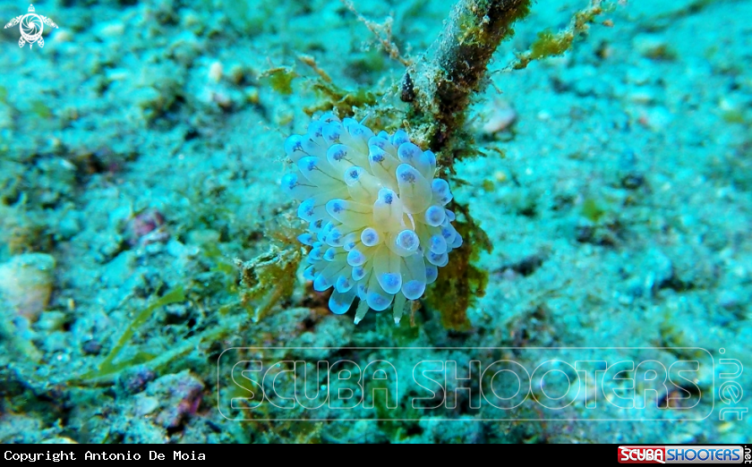 A Janolus cristatus