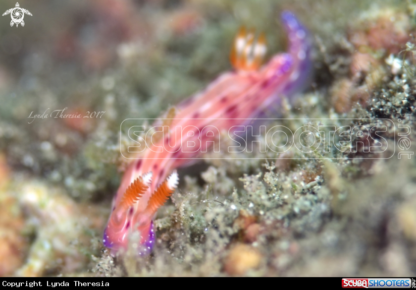 A Hypselodoris maculosa