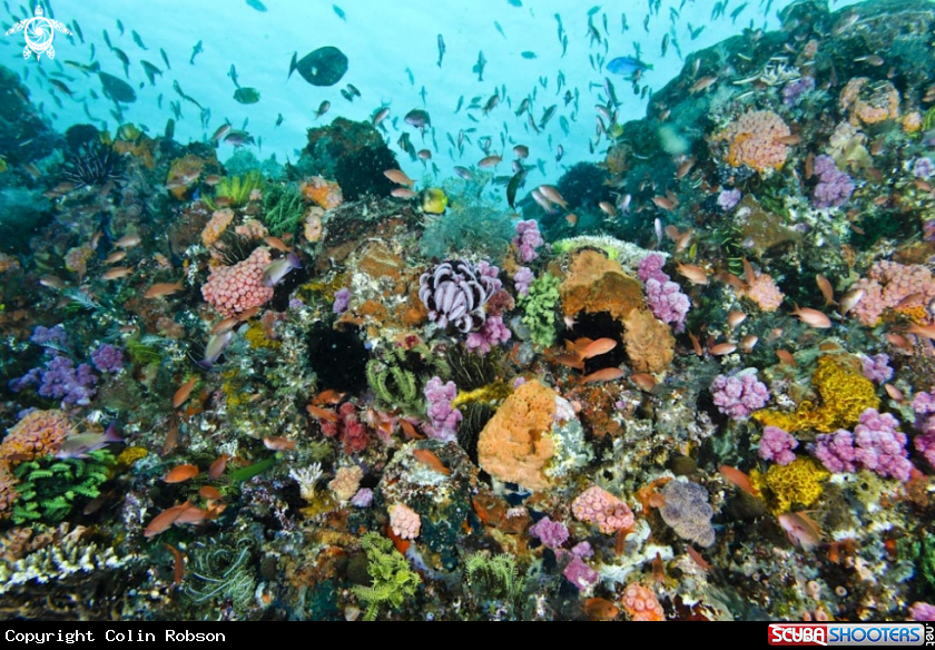A reef view
