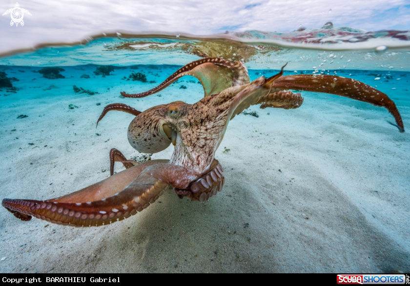 A Octopus