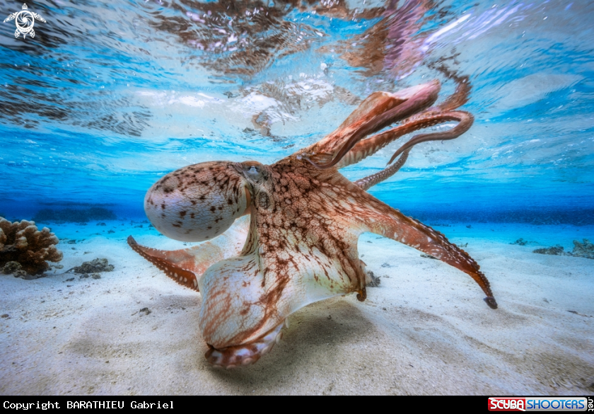 A Octopus