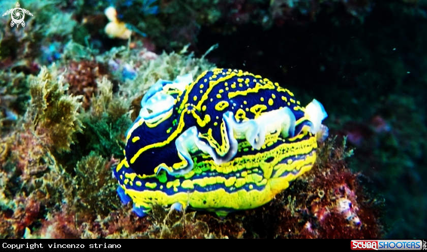 A Nudibranch