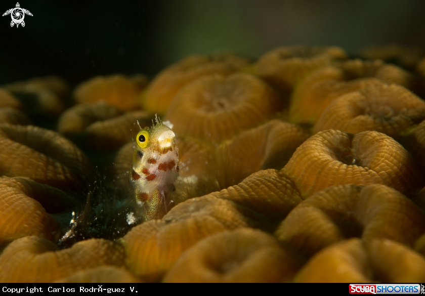 A Secretary blenny