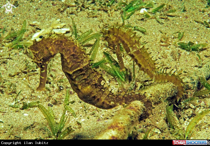 A sea horse
