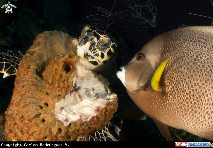 A Hawksbill turtle and Grey angel fish