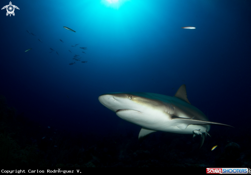 A Caribbean reef shark