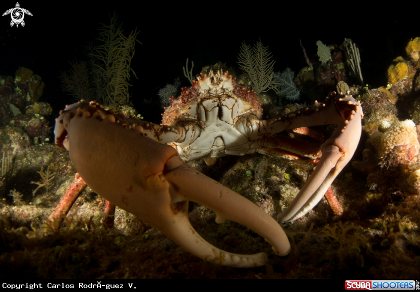 A Crab