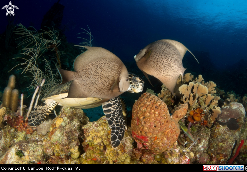 A Hawksbill and two grey angelfish feeding on a sponge