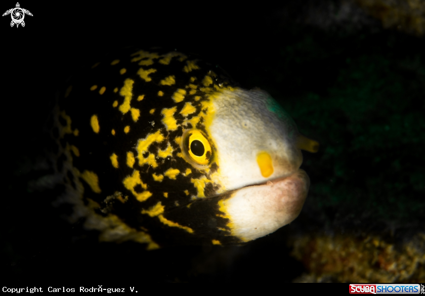 A Snowflake moray eel