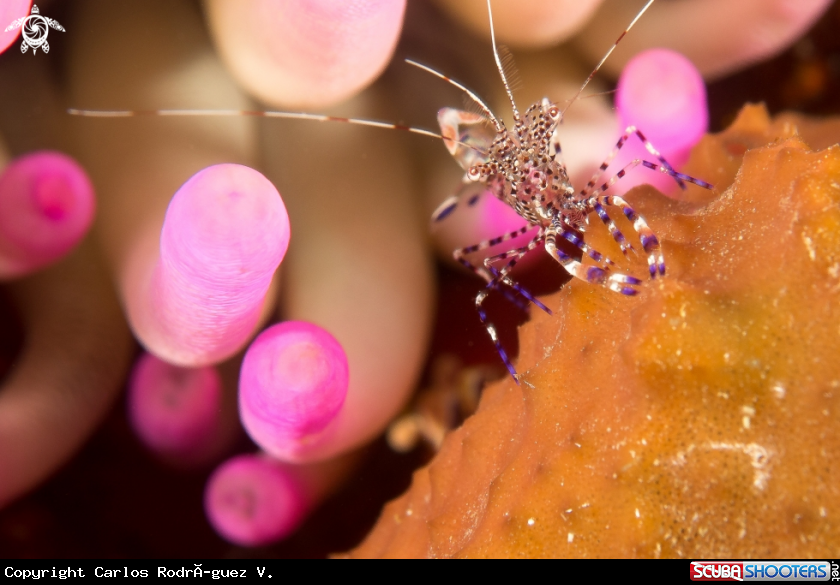 A Spotted cleaner shrimp