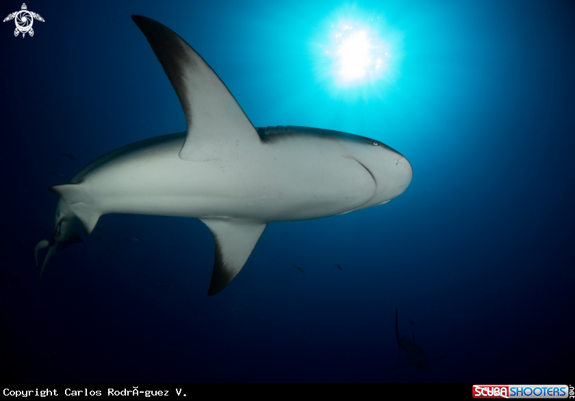 A Caribbean reef shark