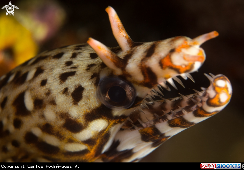A Dragon eel