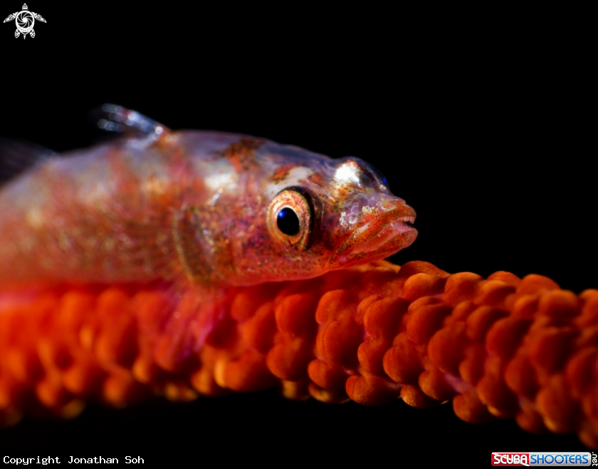 A whip coral goby