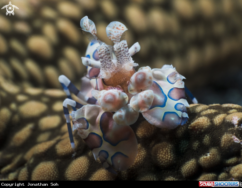 A harlequin shrimp