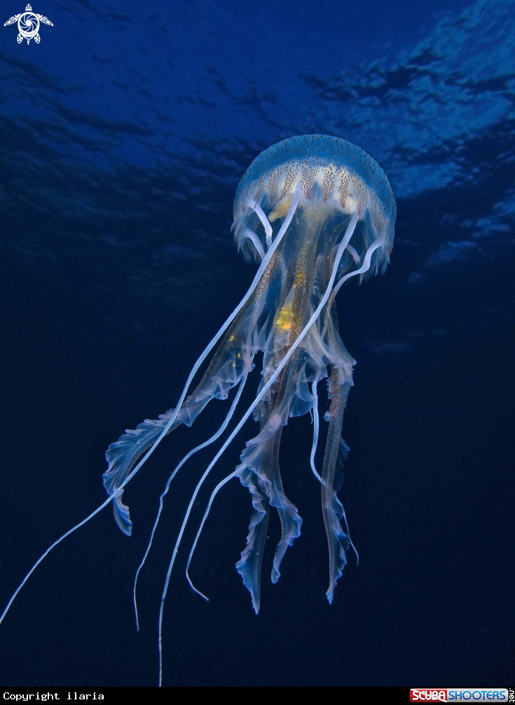 A Medusa luminosa
