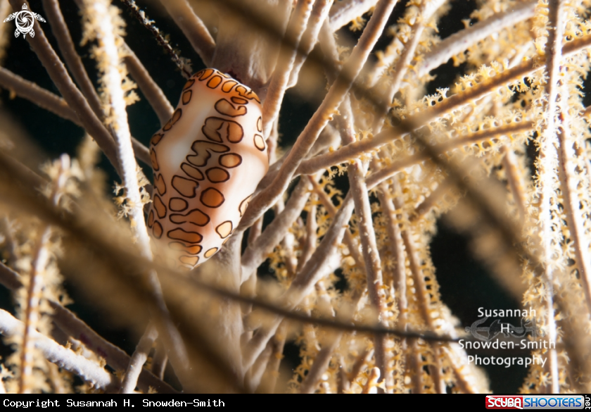 A Flamingo tongue cowrie
