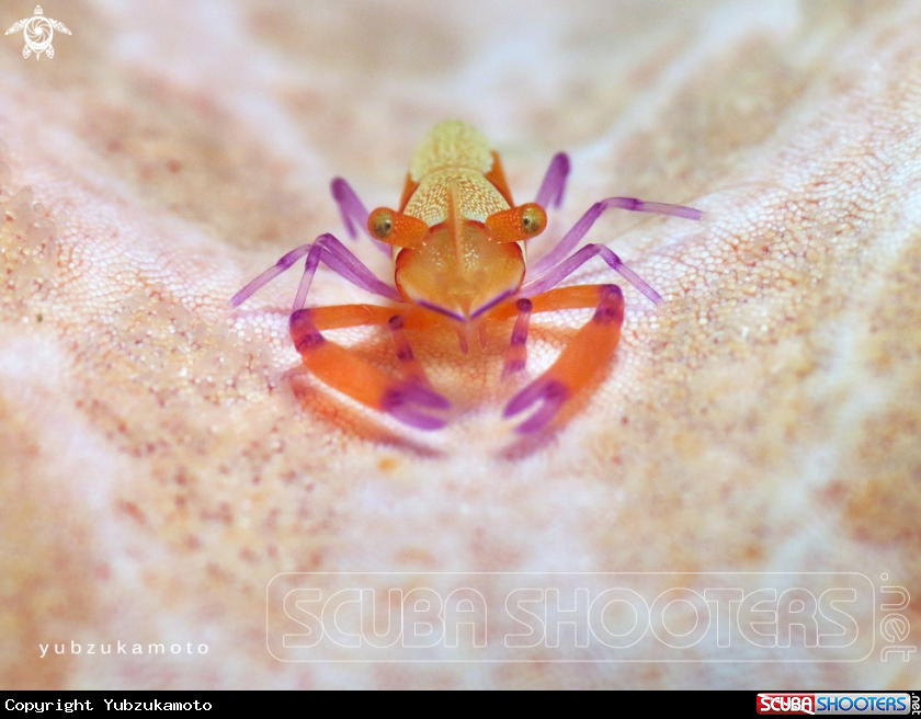 A Emperor Shrimp