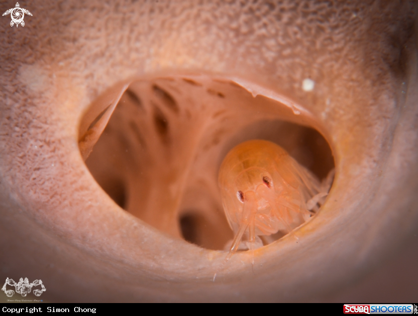 A Sponge Isopod