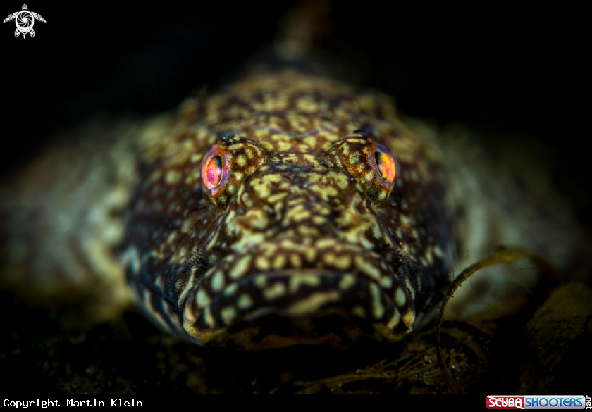 A Goby