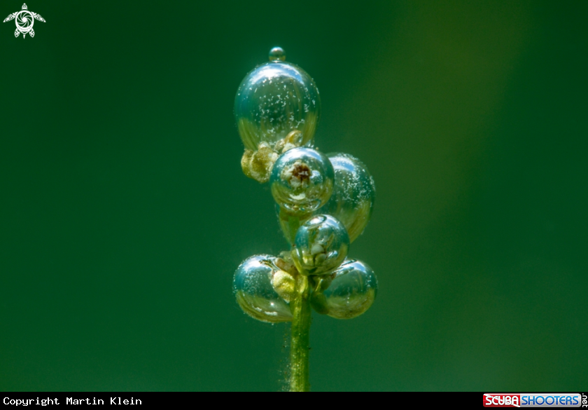 A Water plant