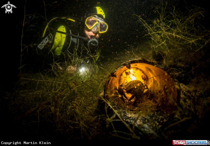 A Freshwater crab