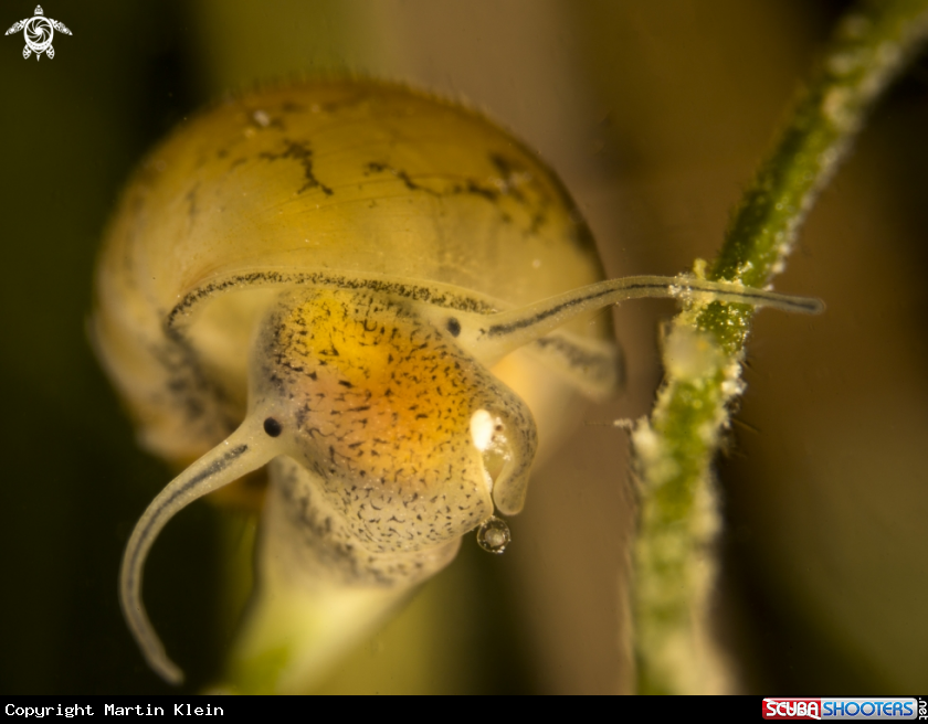 A Great pong snail