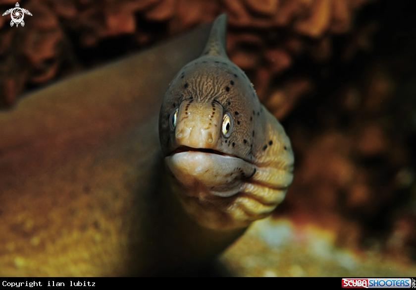 A moray eel