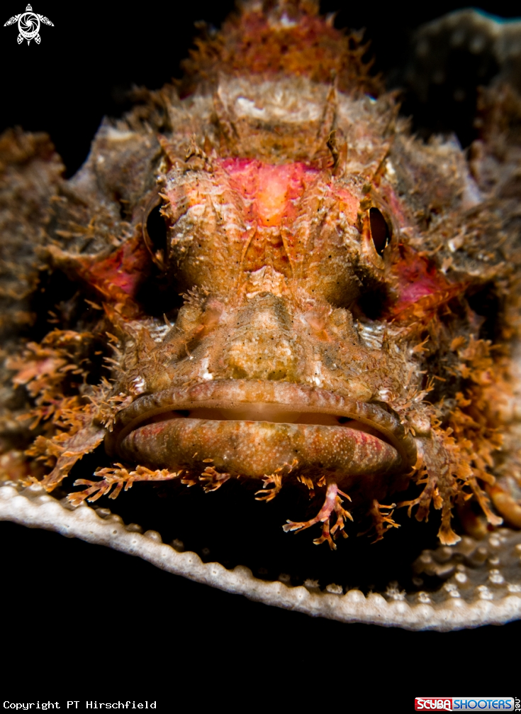 A Scorpionfish