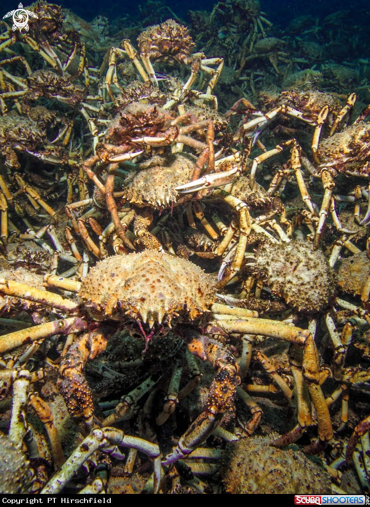 A Spider Crabs