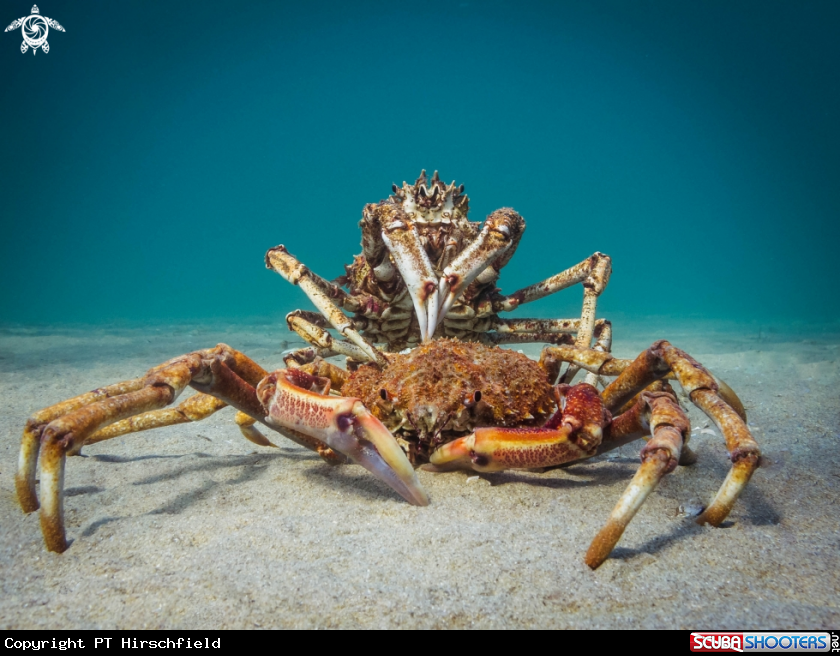 A Spider Crab