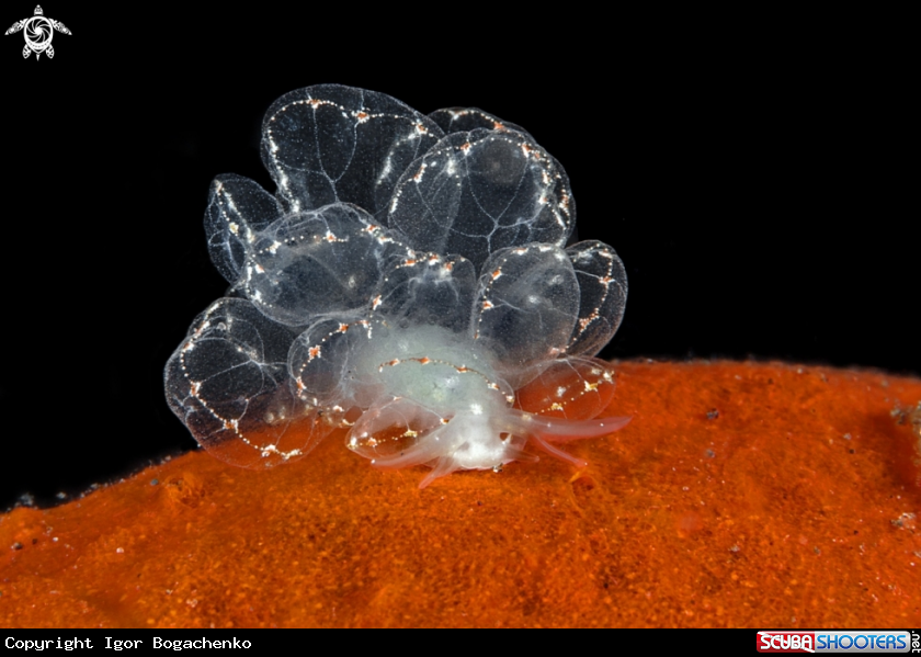 A Nudibranch