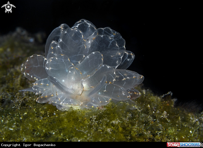 A Nudibranch