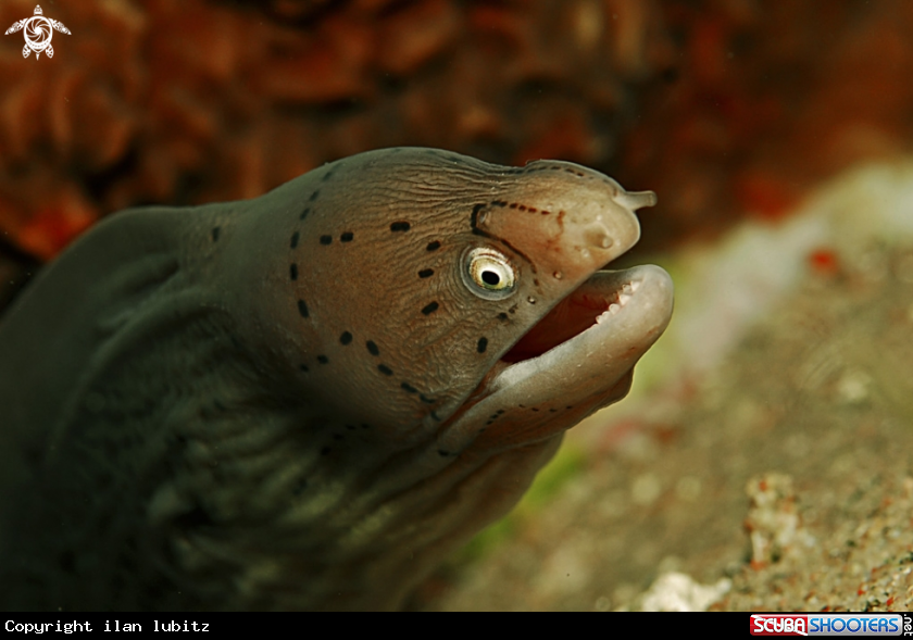 A moray eel