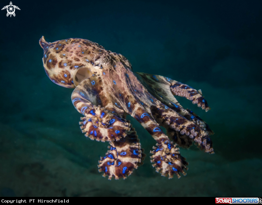 A Blue Ringed Octopus