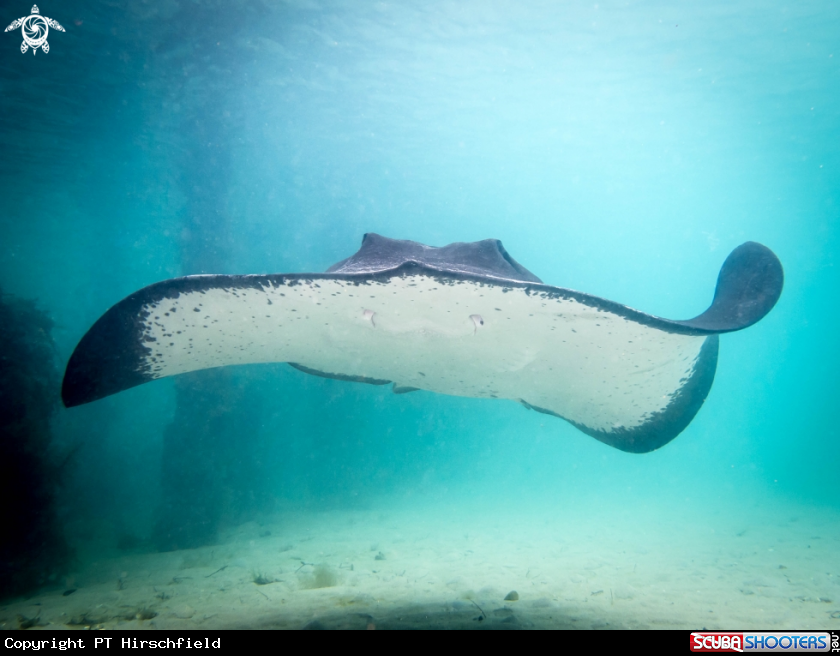 A Smooth ray