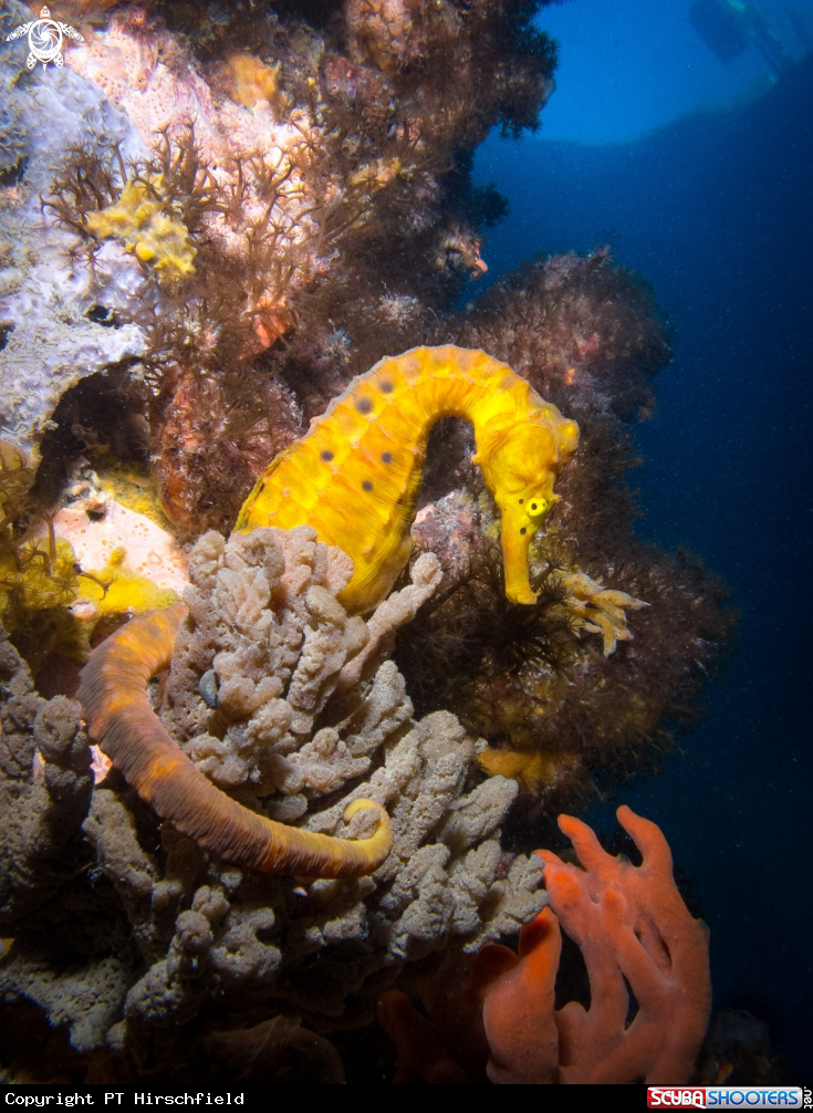 A Seahorse