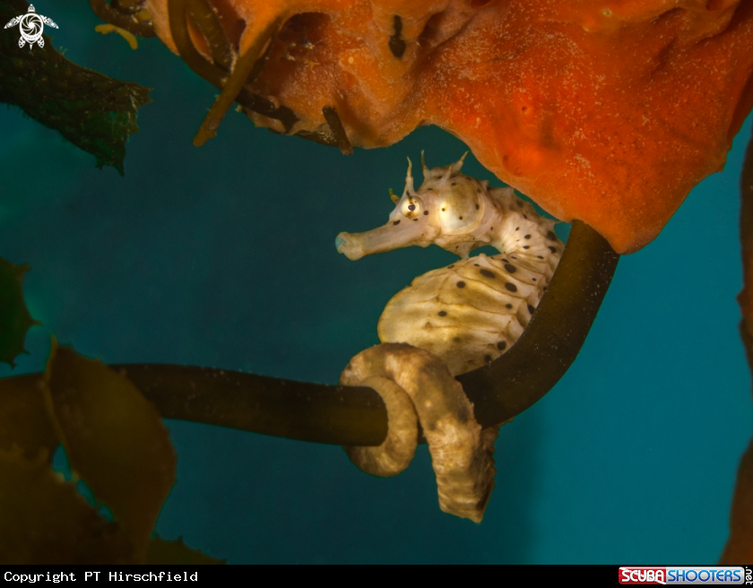 A Seahorse