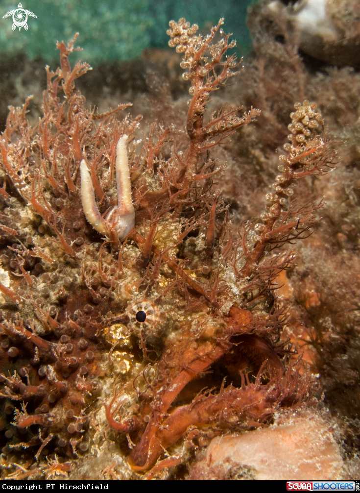 A Tasseled Anglerfish
