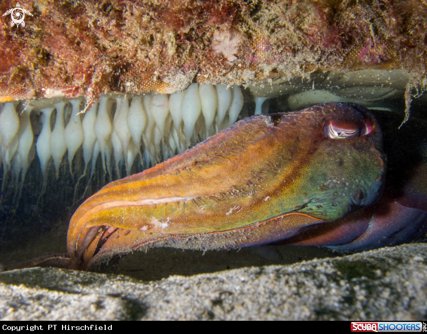 A Cuttlefish