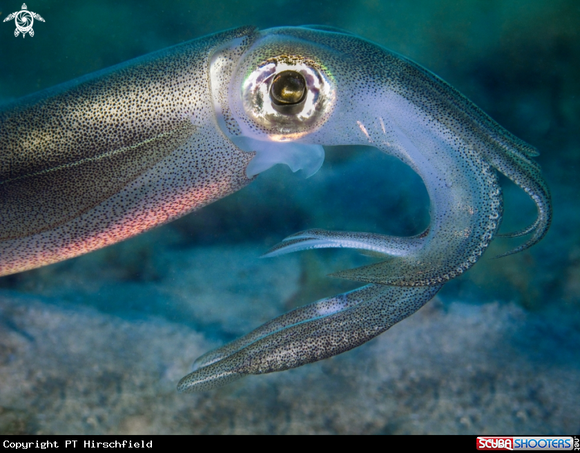 A Calamari Squid