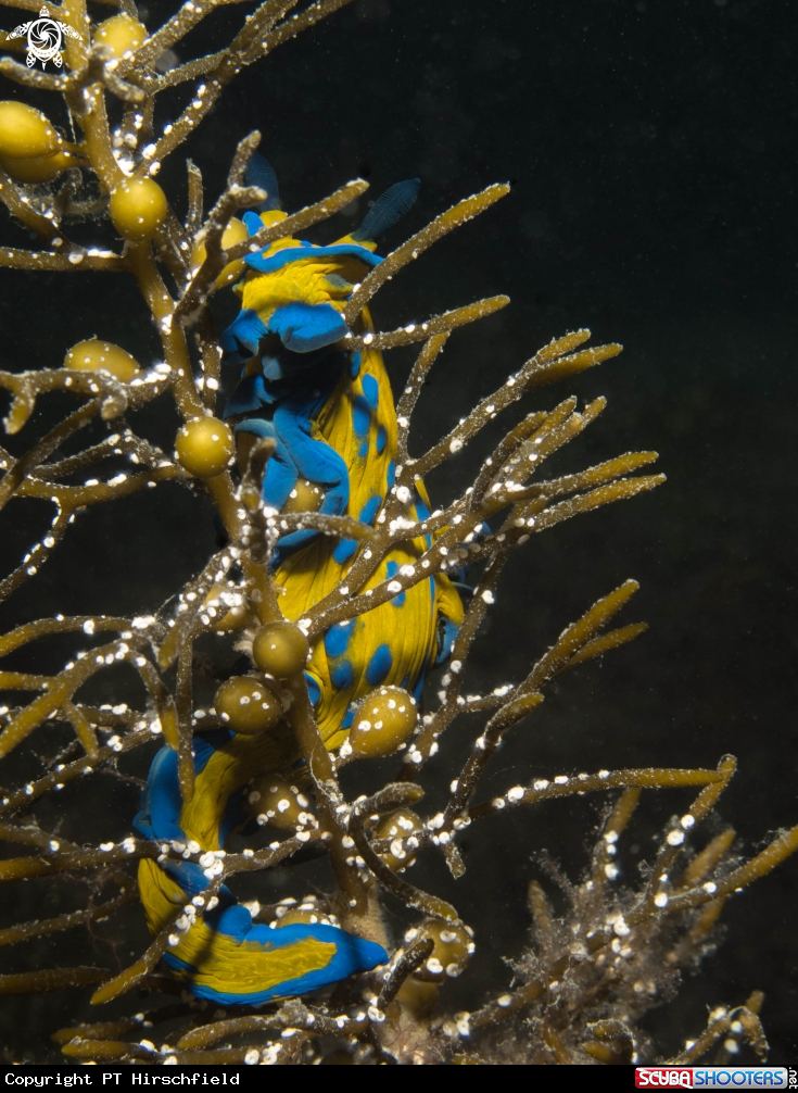 A Nudibranch